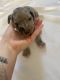 Great Dane Puppies for sale in Cynthiana, KY 41031, USA. price: NA