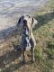 Great Dane Puppies for sale in Chatham, IL, USA. price: NA