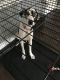 Great Dane Puppies for sale in 6242 S Mulligan Ave, Chicago, IL 60638, USA. price: $3,000