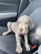 Great Dane Puppies for sale in Riverview, FL, USA. price: $1,200