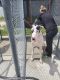 Great Dane Puppies for sale in Palm Beach Gardens, FL, USA. price: NA