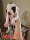 Great Dane Puppies for sale in Monticello, IN 47960, USA. price: $1,000