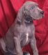 Great Dane Puppies for sale in Nottingham, MD, USA. price: $600