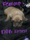 Great Dane Puppies for sale in Griswold, IA 51535, USA. price: NA