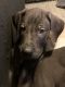 Great Dane Puppies for sale in Liberty, NY, USA. price: $900
