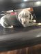 Great Dane Puppies for sale in Redford Charter Twp, MI, USA. price: NA