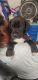 Great Dane Puppies for sale in Hesperia, CA, USA. price: NA