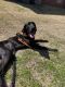 Great Dane Puppies for sale in Bryan, TX, USA. price: NA