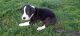 Great Dane Puppies for sale in White Oak Rd, Mountain Township, MO 64856, USA. price: NA