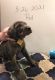 Great Dane Puppies for sale in Chanute, KS 66720, USA. price: NA
