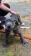 Great Dane Puppies for sale in Wilmington, NC, USA. price: NA