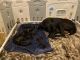 Great Dane Puppies for sale in Aldie, VA 20105, USA. price: $750