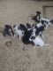 Great Dane Puppies for sale in Dakota, IL 61018, USA. price: NA