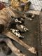 Great Dane Puppies for sale in 1304 New Haven St, Arlington, TX 76011, USA. price: NA