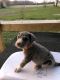 Great Dane Puppies for sale in Marshfield, MO 65706, USA. price: $900