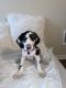 Great Dane Puppies for sale in Bothell, WA, USA. price: $3,000