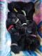 Great Dane Puppies for sale in Angola, IN 46703, USA. price: $2,000