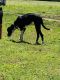 Great Dane Puppies for sale in Warren, AR 71671, USA. price: $1,000