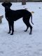 Great Dane Puppies for sale in Conroe, TX, USA. price: NA