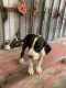 Great Dane Puppies for sale in Porter, TX 77365, USA. price: $500