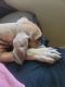 Great Dane Puppies for sale in Hazelwood, MO 63044, USA. price: NA