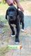 Great Dane Puppies for sale in Wilmington, NC, USA. price: NA