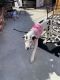 Great Dane Puppies for sale in Torrance, CA, USA. price: NA