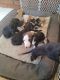 Great Dane Puppies for sale in Helendale, CA 92342, USA. price: NA