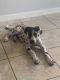 Great Dane Puppies for sale in 1491 NW 2nd St, Miami, FL 33125, USA. price: NA