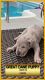 Great Dane Puppies for sale in Lilburn, GA 30047, USA. price: NA