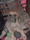 Great Dane Puppies for sale in Deming, NM 88030, USA. price: NA