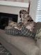 Great Dane Puppies for sale in Wylie, TX, USA. price: $2,000