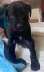 Great Dane Puppies for sale in Denver, NC 28037, USA. price: $1,000