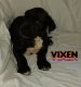 Great Dane Puppies for sale in Mocksville, NC 27028, USA. price: NA