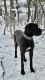 Great Dane Puppies for sale in Wauwatosa, WI, USA. price: NA