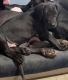 Great Dane Puppies for sale in Covington, IN 47932, USA. price: $1,000