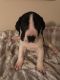 Great Dane Puppies for sale in Tabor City, NC 28463, USA. price: NA