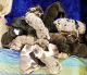 Great Dane Puppies for sale in Belleville, IL, USA. price: NA