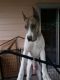 Great Dane Puppies for sale in Houston, TX, USA. price: $1,000