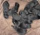 Great Dane Puppies for sale in Mission Hills, Los Angeles, CA, USA. price: NA