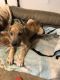 Great Dane Puppies for sale in Texarkana, AR 71854, USA. price: NA