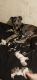 Great Dane Puppies for sale in Sweet Home, OR, USA. price: NA