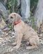 Great Dane Puppies for sale in O'Neals, CA 93645, USA. price: $1,500