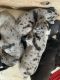 Great Dane Puppies for sale in Hamilton, OH, USA. price: $1,200