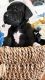 Great Dane Puppies for sale in Junction City, OR 97448, USA. price: $2,500