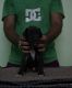 Great Dane Puppies for sale in Chennai, Tamil Nadu, India. price: 60000 INR