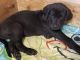 Great Dane Puppies for sale in Junction City, KS, USA. price: $800
