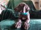 Great Dane Puppies for sale in 8890 Spanish Ridge Ave, Las Vegas, NV 89148, USA. price: NA