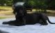 Great Dane Puppies for sale in Gibson, GA 30810, USA. price: $650
