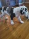 Great Dane Puppies for sale in Owensboro, KY, USA. price: NA